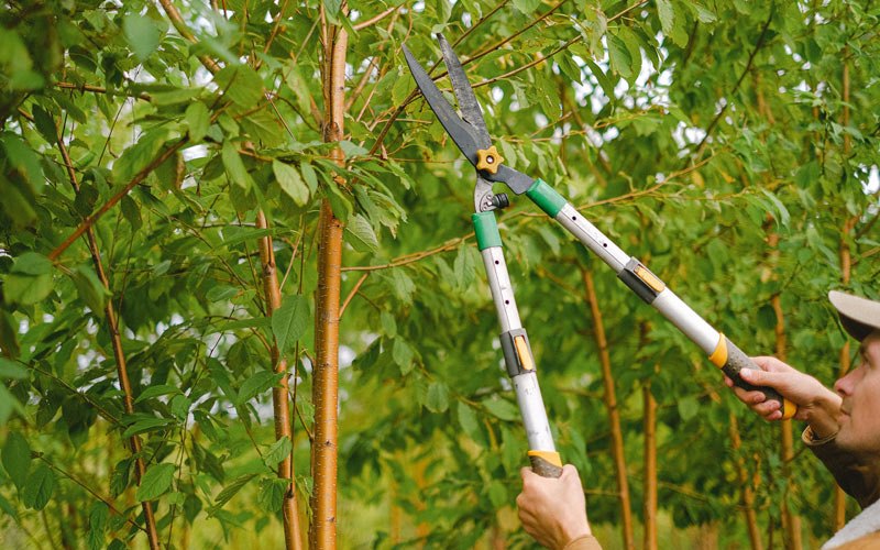 Tree trimming in Firebaugh, CA